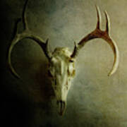 Stag Skull Art Print