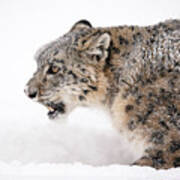 Stalking Snow Leopard Art Print