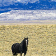 Standing Horse Art Print