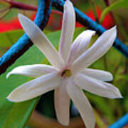 Star Jasmine Flower Art Print