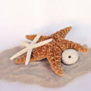 Starfish Still Life Art Print