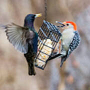 Fight Between A Starling And A Woodpecker Art Print