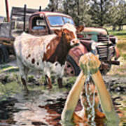 Steer And Old Truck In Terrebonne Art Print