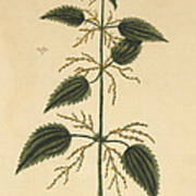 Stinging Nettle, Medicinal Plant, 1737 Art Print