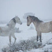 Storm Stallions Art Print