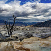 Striking Dead Trees Art Print