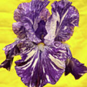 Stripped Lady Iris Art Print