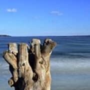 Stump Beside The Lake Three Art Print