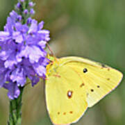 Sulfur Butterfly Art Print