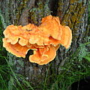 Sulfur Shelf Fungus On A Tree Art Print