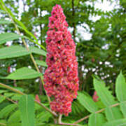 Sumac Blossom Art Print