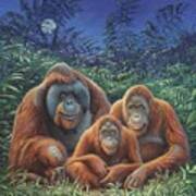 Sumatra Orangutans Art Print