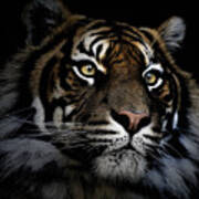 Sumatran Tiger Art Print