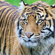 Sumatran Tiger Up Close Art Print