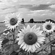 Sumertime On The Farm In Black And White Art Print
