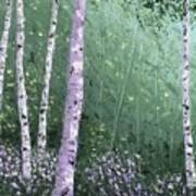 Summer Birch Trees Art Print