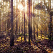 Sun Beams In The Autumn Forest Art Print