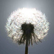 Sun behind dandelion Art Print