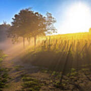 Sun Rays In Morning Fog Vineyard View Art Print