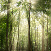 Sun Rays Through Treetops Rural Landscape Art Print