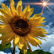 Sunflower Brilliance Ii Art Print