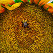 Sunflower Close Up 3 Art Print