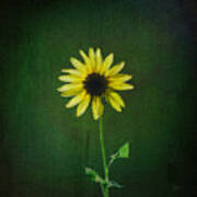 Sunflower Art Print