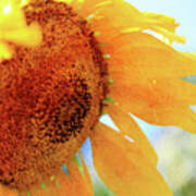 Sunflower Drops Art Print