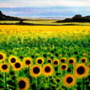 Sunflower Field Art Print