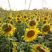 Sunflower Field Art Print