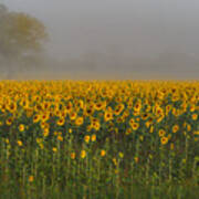 Sunflower Field On A Foggy Morn Art Print