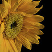 Yellow Sunflower From Left On Black Nature / Botanical / Floral Photograph Art Print