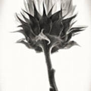 Sunflower Art Print