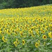 Sunflower Lawn Art Print