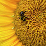 Sunflower Macro Art Print