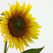 Sunflower Minimal Art Print