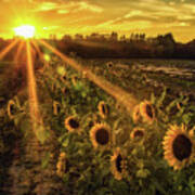 Sunflower Sunrays On Long Island, New York Art Print