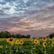 Sunflower Sunrise Art Print