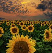 Sunflower Sunset Art Print