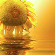 Sunflower Sunset Art Print