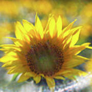 Sunflower With Lens Flare Art Print