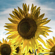 Sunflower With Sun Peaking Through Art Print