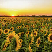 Sunflowers At Sunset Art Print