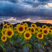 Sunflowers At Sunset Art Print