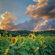 Sunflowers Sunset Weldon Spring Mo Grk8303_07152018-hdr Art Print