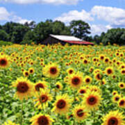 Sunflowers With Barn In Distance Art Print