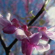 Sunlight On Redbuds Art Print