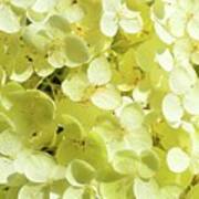 Sunlight On The Hydrangea Two Art Print