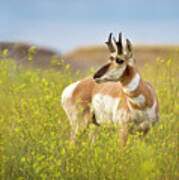 Sunlit Pronghorn Surrounded By Yellow Flowers Art Print