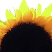 Sunflower Rise Art Print